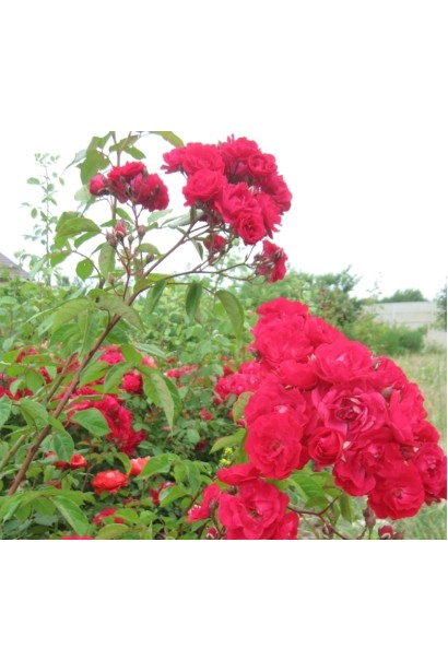 Червоні квіти троянди Leipzig у суцвітті